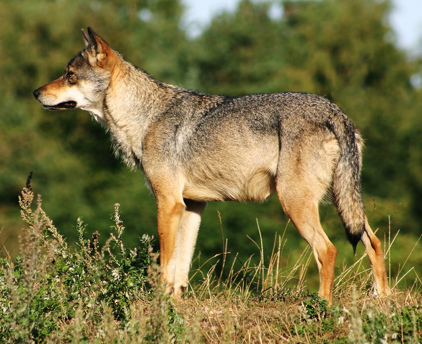 Niet wolf, wel wolf